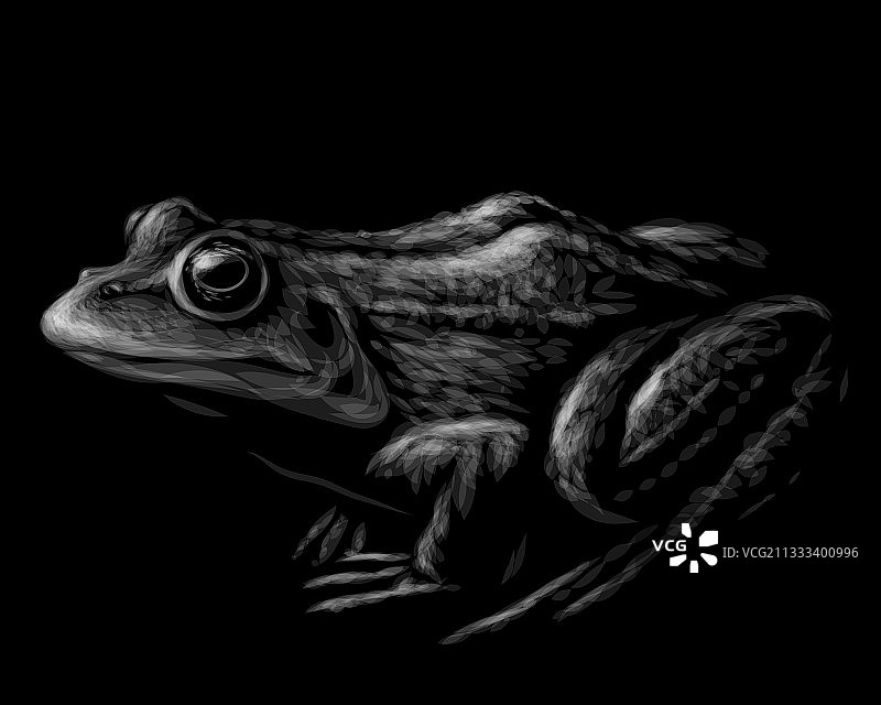 青蛙黑白图形肖像图片素材