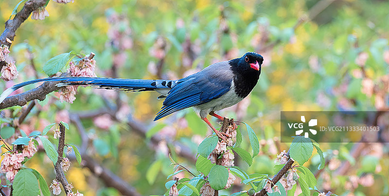 红嘴蓝鹊图片素材
