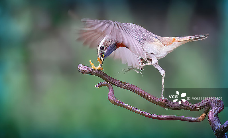 蓝靛颏 蓝喉歌鸲图片素材