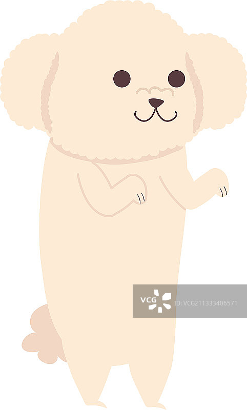可爱的法国贵宾犬站立形象图片素材
