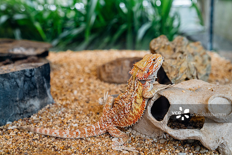 上海自然博物馆中部鬓蜥鬓狮蜥图片素材