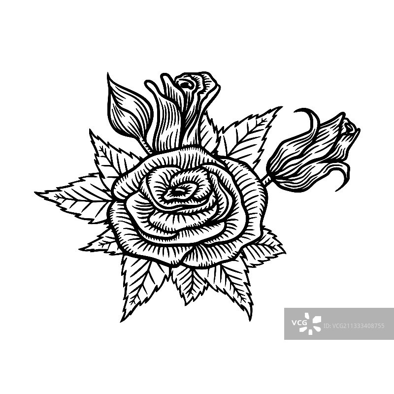 手绘玫瑰花素描图片素材