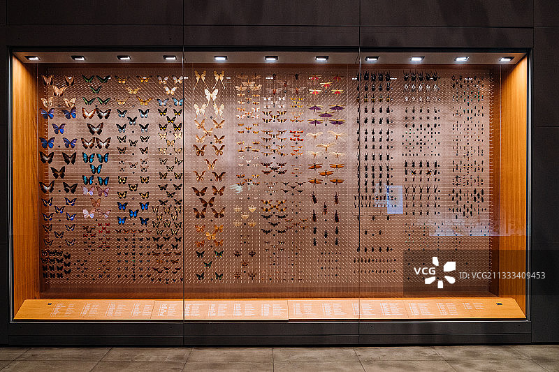 上海自然博物馆蝴蝶甲壳虫天牛等昆虫标本图片素材