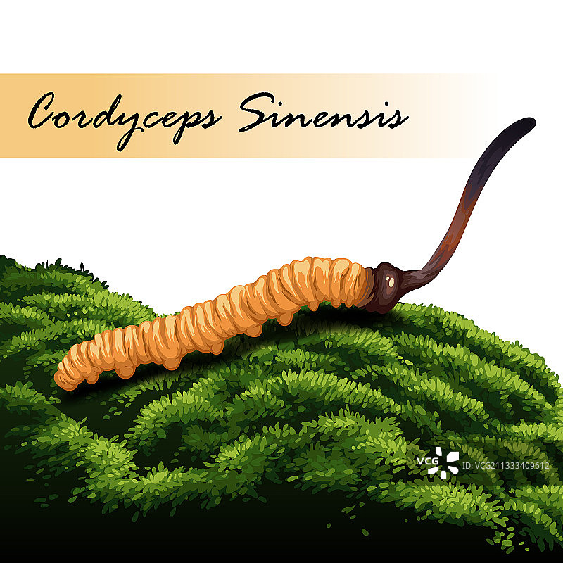 冬虫夏草中草药图片素材