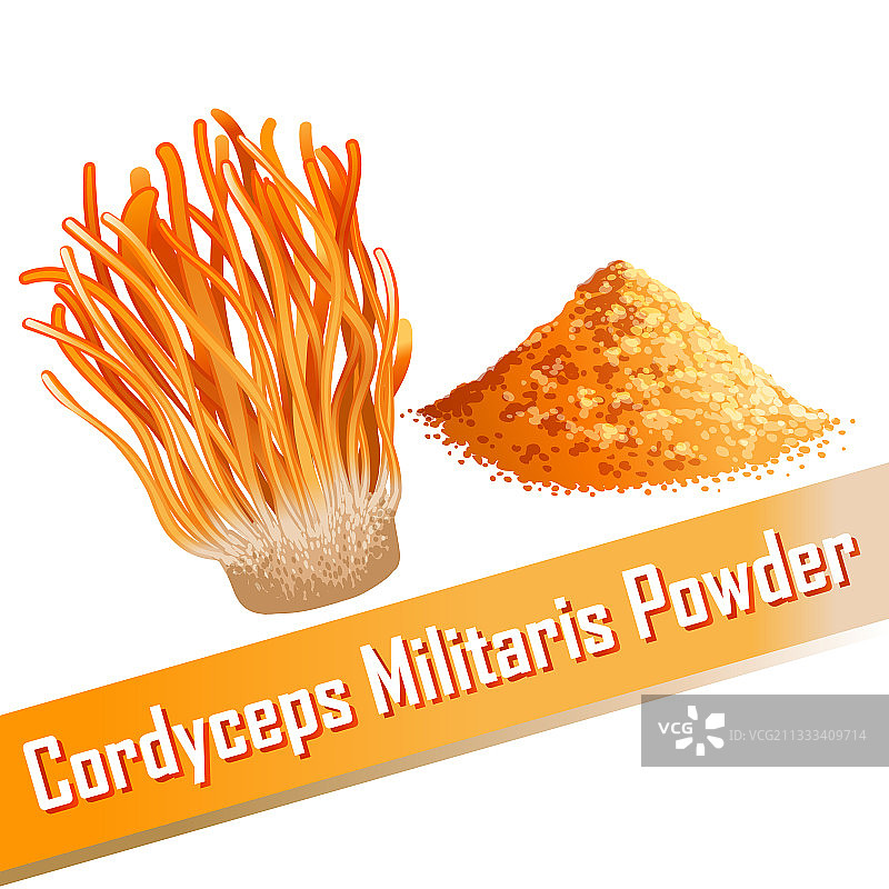 蛹虫草中草药图片素材