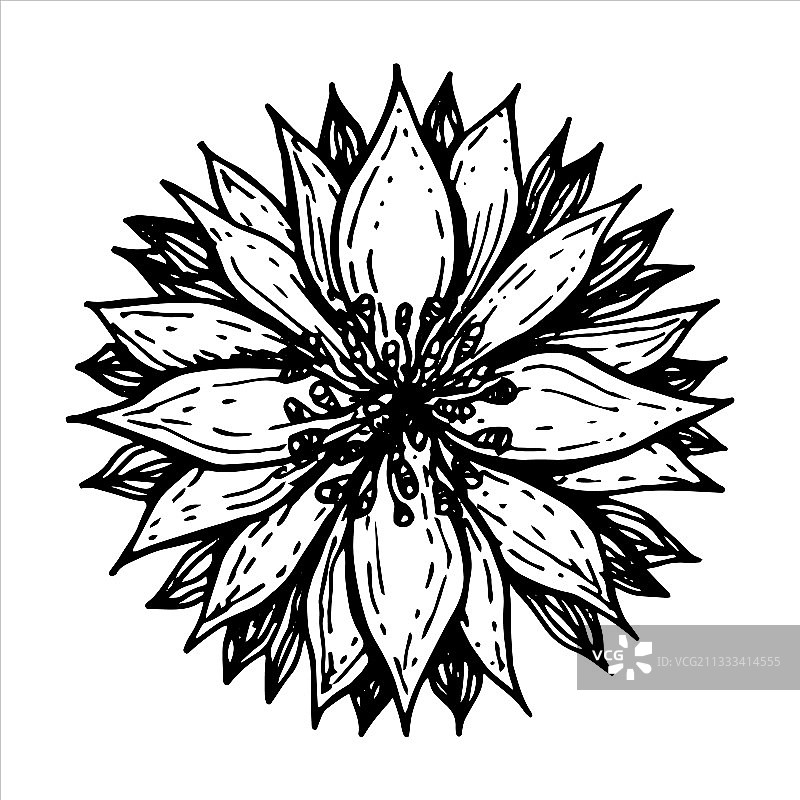 黑白花朵图片素材