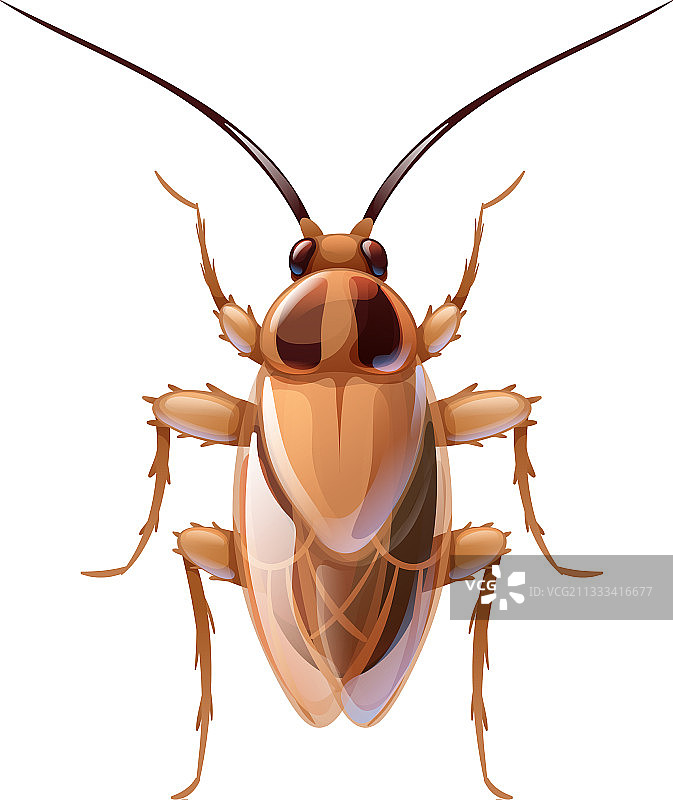 红蟑螂微距摄影，一种害虫图片素材