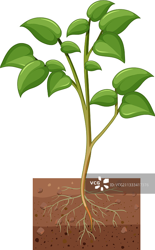 白色背景下的植物根系展示图片素材