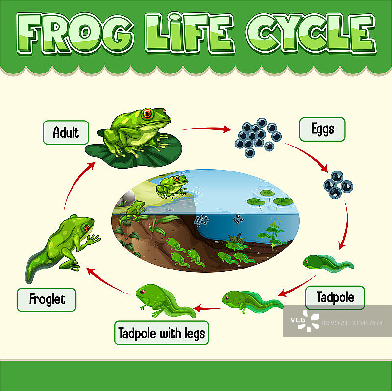 青蛙生命周期图图片素材