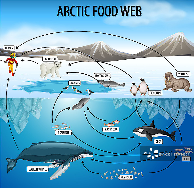 食物网图生物学教育海报图片素材