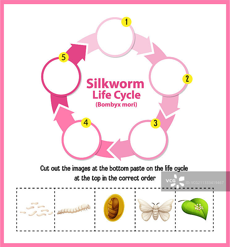 蚕的生命周期图图片素材