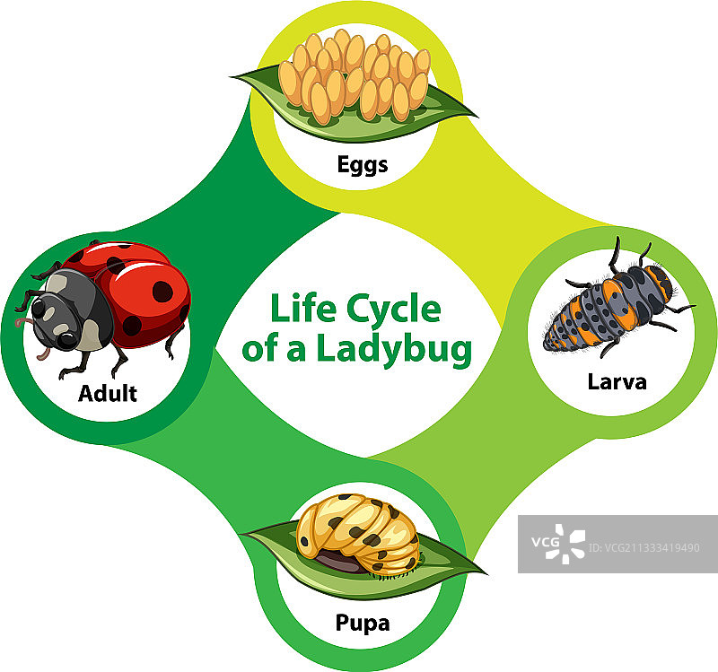 瓢虫的生命周期图图片素材