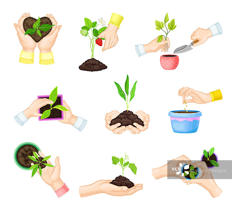 双手在花盆中种植绿色幼苗图片素材