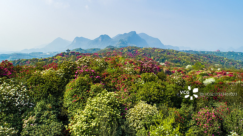贵州毕节杜鹃花海图片素材
