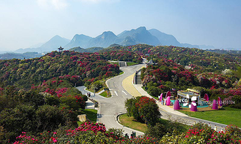 贵州毕节杜鹃花海图片素材