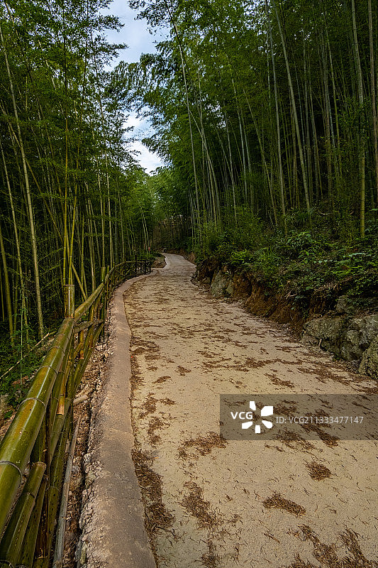 绵阳市北川县擂鼓镇楠竹村楠竹图片图片素材