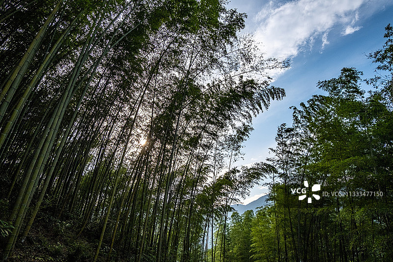 绵阳市北川县擂鼓镇楠竹村楠竹图片图片素材