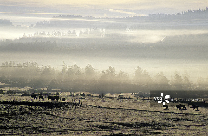 洛泽尔的乡村草地薄雾风光，法国图片素材