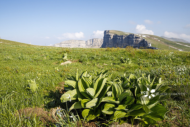 法国韦科尔地区自然公园丰杜尔高原上的巨型喷嚏根图片素材