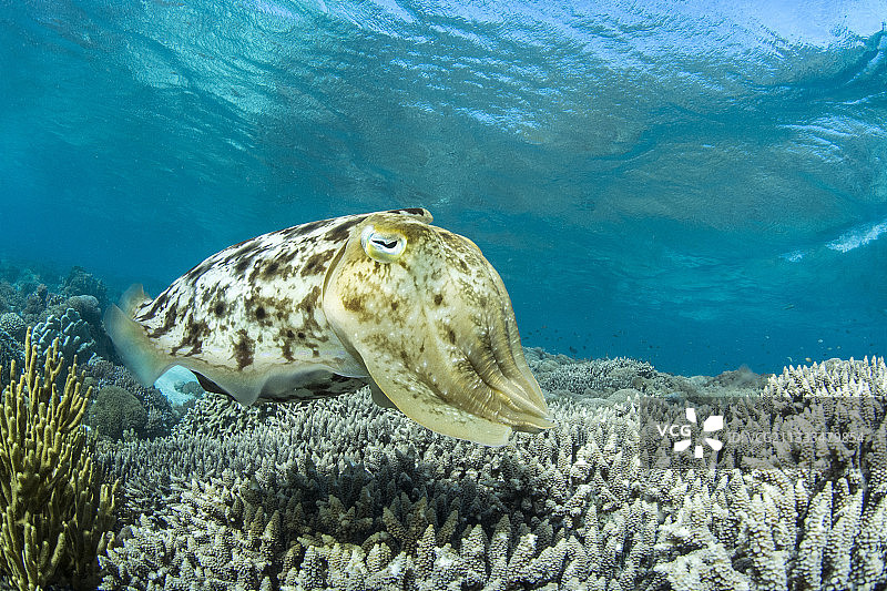 宽鳍乌贼，邦加岛，印度尼西亚图片素材