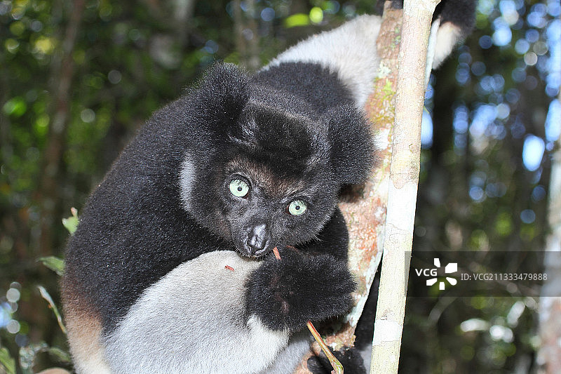晨曦中，马达加斯加东中部，成年雄性大狐猴（Indri indri）在树上吃嫩芽图片素材