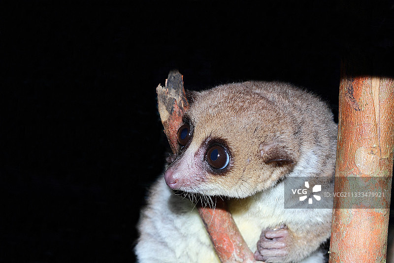 马达加斯加东部寻找昆虫的大倭狐猴成年个体图片素材