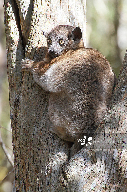 西南马达加斯加哈伯德氏鼠狐猴成猴图片素材