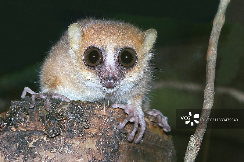 红鼠狐猴成年个体在树干上的肖像，马达加斯加东部图片素材