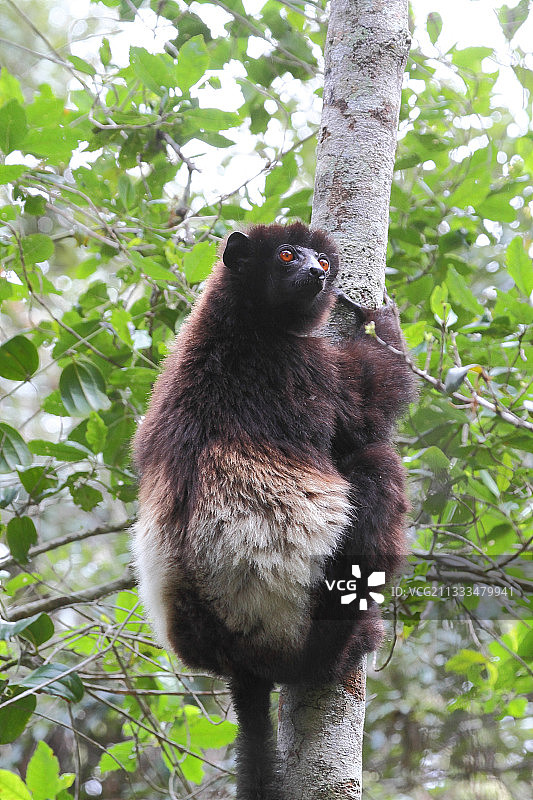 米尔恩-爱德华兹冕狐猴（ Propithecus edwardsi ）成年个体悬挂在树干上，马达加斯加西北部图片素材