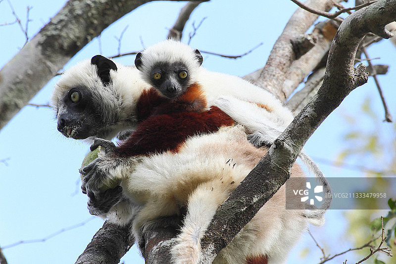 科克雷尔冕狐猴（Propithecus coquereli）背着幼崽的母亲，马达加斯加西北部图片素材
