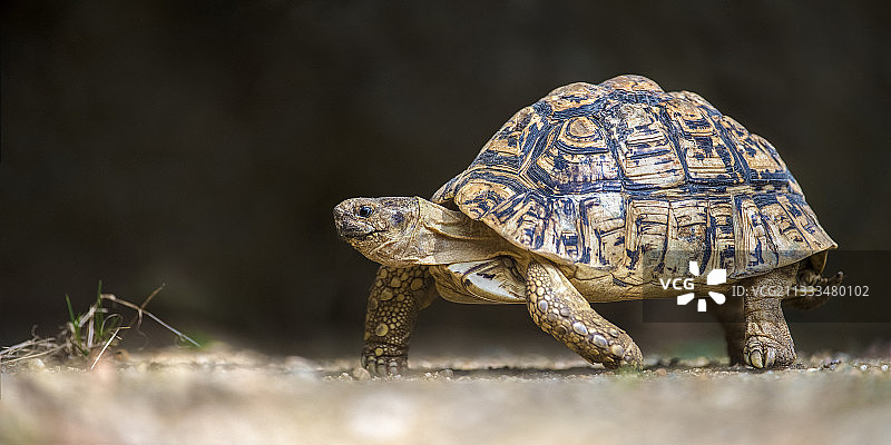 豹纹陆龟在沙地上爬行（法国卢瓦尔河地区杜埃拉方丹动物园）图片素材