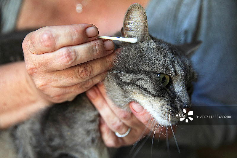 清洁猫的耳朵图片素材