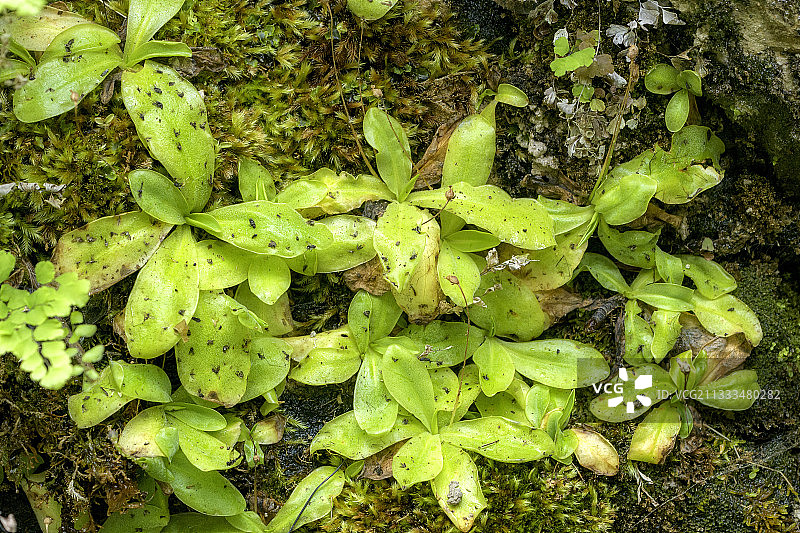 沾满昆虫的草叶：长叶捕虫堇，西班牙阿斯图里亚斯索米耶多自然公园的食肉多年生植物图片素材
