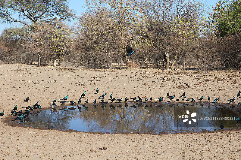 梅氏椋鸟在博茨瓦纳北部旱季池塘饮水图片素材