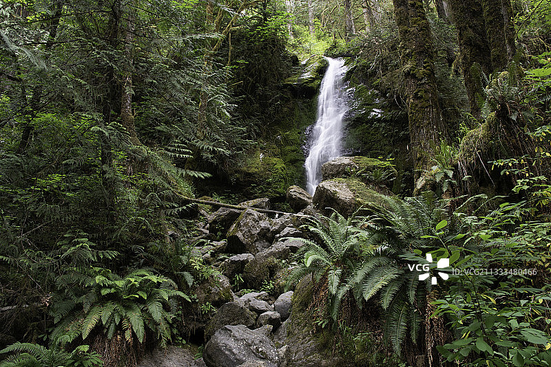 北美温带雨林，华盛顿州奎纳尔特山谷图片素材