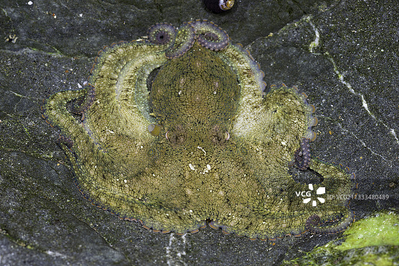 加利福尼亚州试图通过压平身体并呈现中性颜色来隐藏的双斑章鱼图片素材