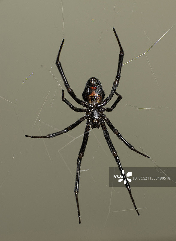 黑寡妇蜘蛛，亚利桑那州东南部图片素材