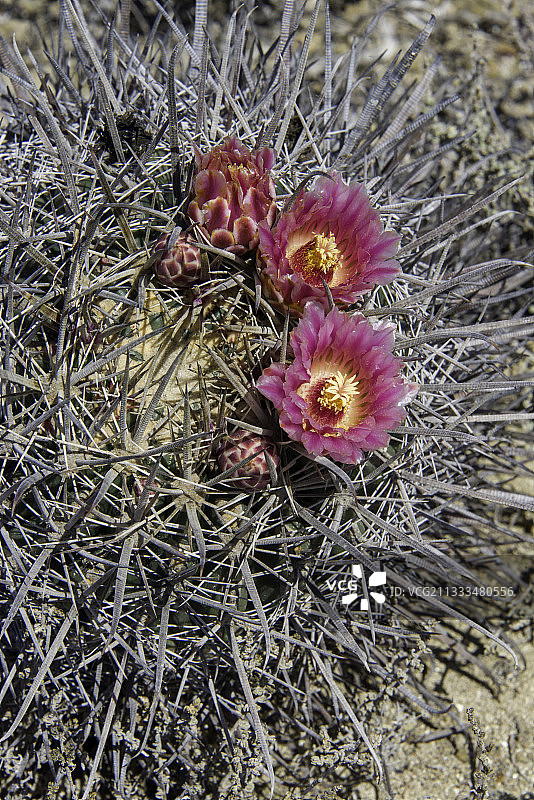 墨西哥纳蒂维达岛福特桶仙人掌图片素材