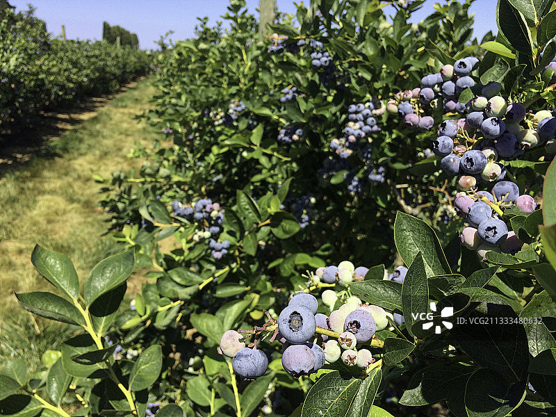 华盛顿州蓝莓园图片素材