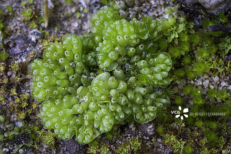 德克萨斯藓苔：雌性植物图片素材