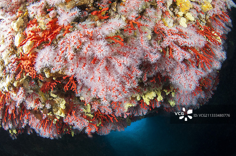 这是法国普罗旺斯阿尔卑斯蔚蓝海岸地区卡兰克斯国家公园内的一个水下洞穴的天花板，里面栖息着红珊瑚(Corallium rubrum)和黄色海绵(Aplysina cavernicola)。图片素材