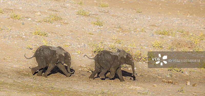 两只非洲丛林象幼崽在南非克鲁格国家公园的沙地上奔跑；非洲象科非洲象属图片素材