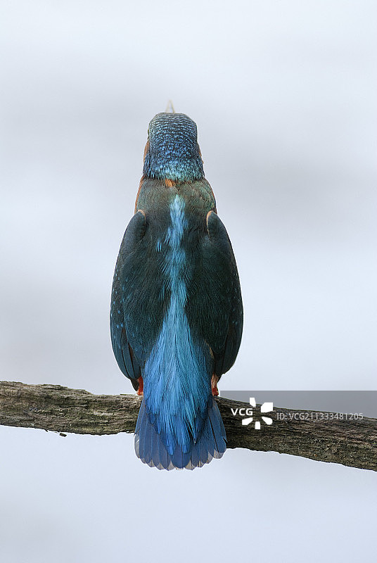 翠鸟栖息于法国阿尔萨斯树枝上（背面视角）图片素材