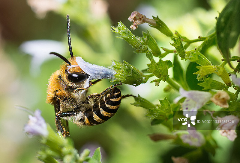 常春藤蜂（Colletes hederae）雄性在普通Calamint（Calamintha ascendens）上，独居蜂，卢瓦尔河地区，法国图片素材