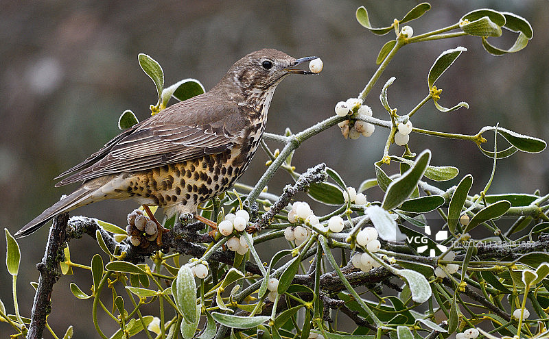 寻找槲寄生果球的槲鸫，法国北部孚日地区自然公园图片素材