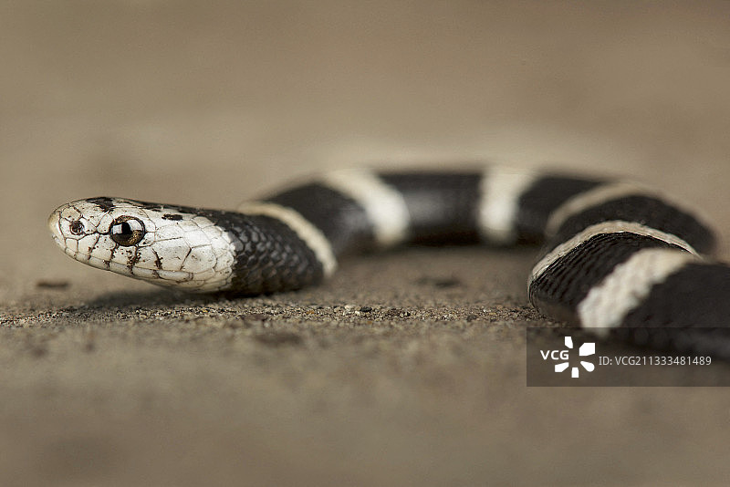 布兰格氏束带蛇图片素材