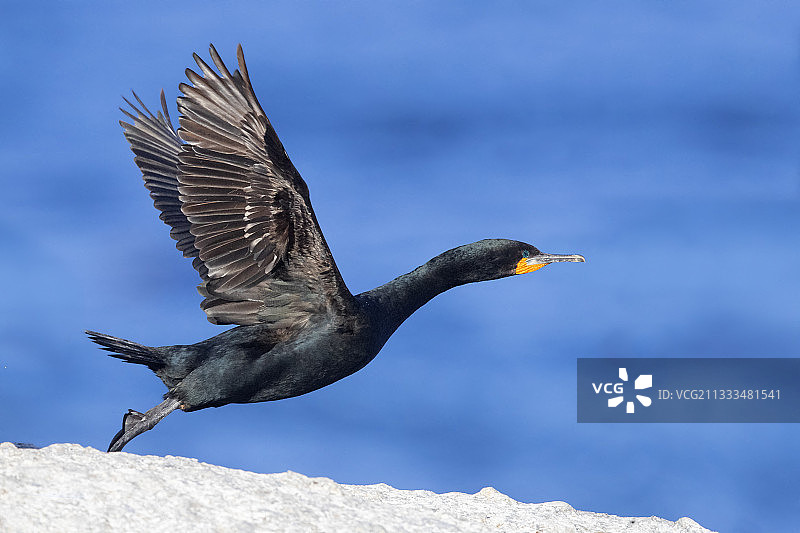 海角鸬鹚起飞侧视图（南非西开普省）图片素材