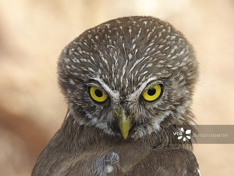 巴西小鸮在中部洼地，恰帕斯，墨西哥图片素材