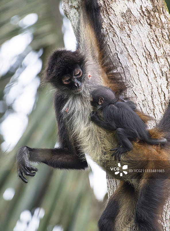 观看中的蜘蛛猴和幼崽，蓝山生物圈保护区，恰帕斯，墨西哥图片素材
