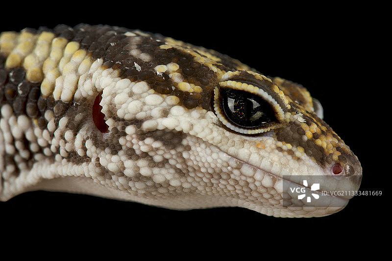 东印度豹纹守宫图片素材